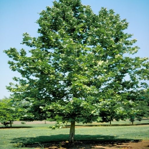 Platan Platanus Acerifolia Rasadnik Cvjeti Anin