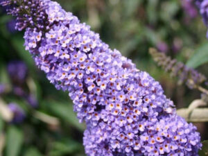 LISTOPADNE ŽIVE OGRADE, ŽIVE OGRADE, UKRASNO ŠIBLJE, - Letnji jorgovan -  Buddleja