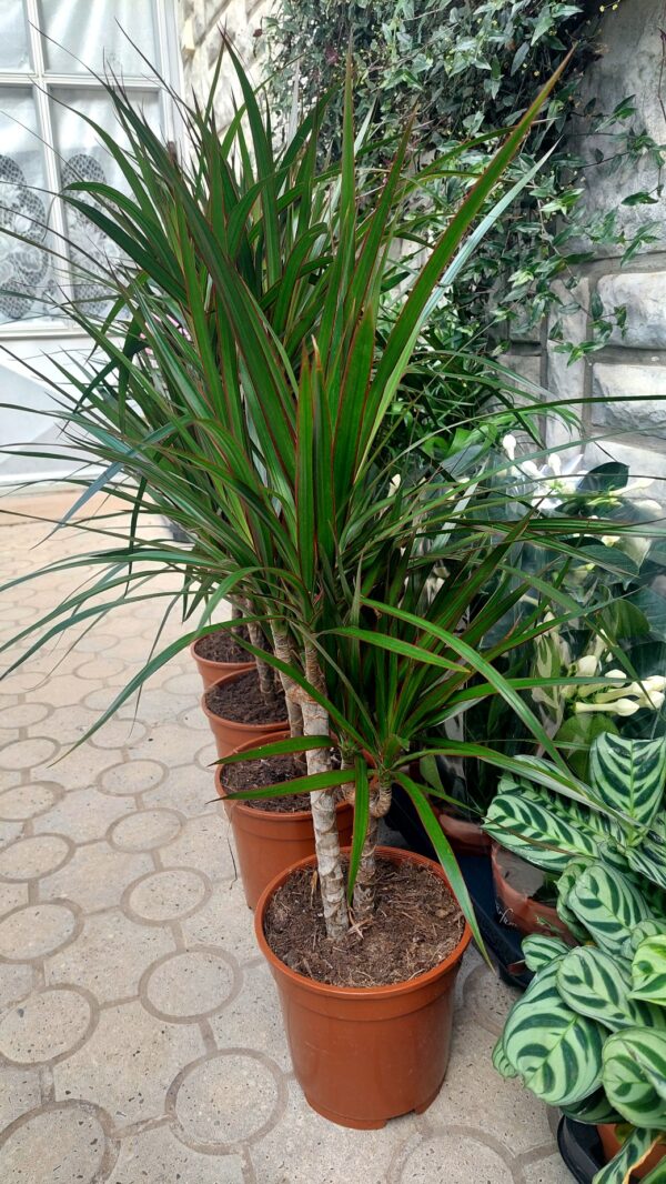 SOBNE LISNO DEKORATIVNE BILJKE, SOBNO CVEĆE, Zmajevo drvo - Dracena marginata