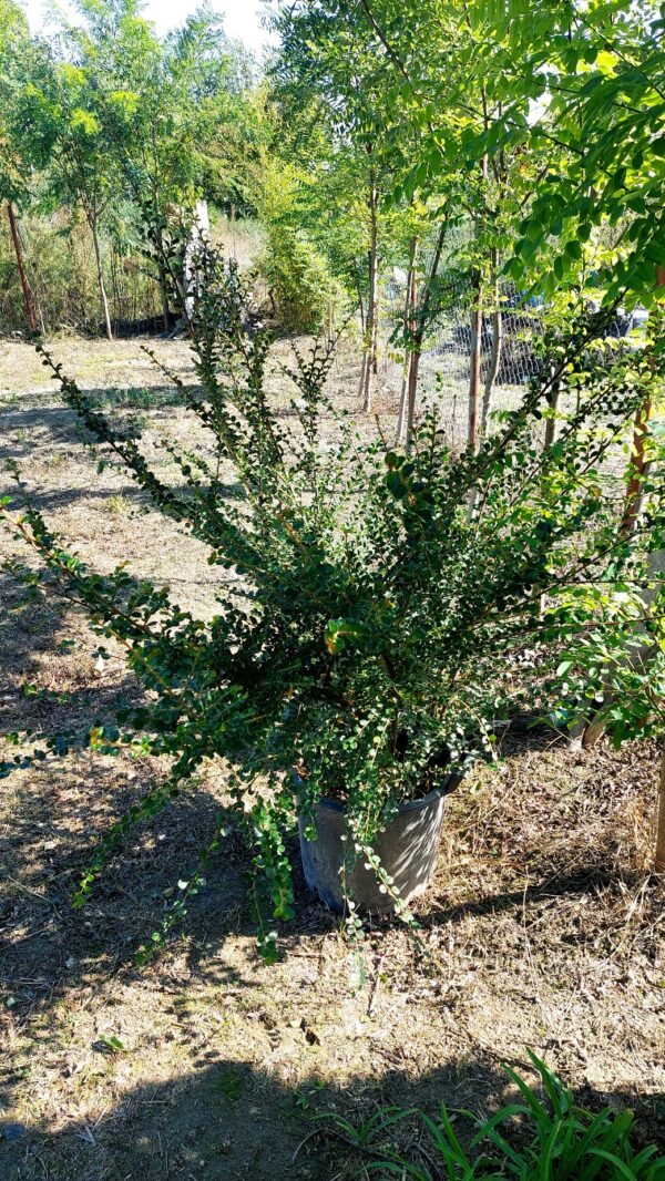 BILJKE ZA SENKU I POLUSENKU, UKRASNO ŠIBLJE, - Dunjarica - Cotoneaster dammeri