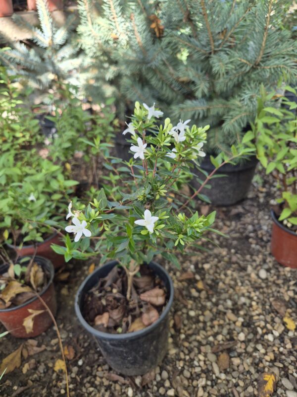 UKRASNO ŠIBLJE, - Abelija - Abelia grandiflora