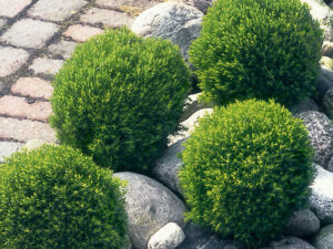 - Patuljasta loptasta tuja - Thuja occidentalis 'Teddy'