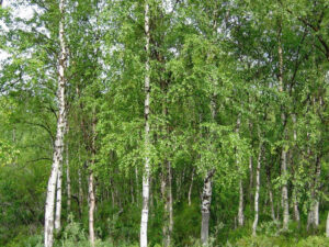 BILJKE ZA SENKU I POLUSENKU, DRVEĆE LIŠĆARA, DRVEĆE U BUSENU, - Breza - Betula pendula