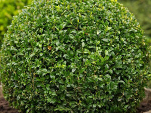 - Šimšir - Buxus sempervirens