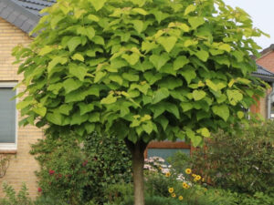 BILJKE ZA SENKU I POLUSENKU, DRVEĆE LIŠĆARA, DRVEĆE U BUSENU, - Kuglasta katalpa – Catalpa bignonioides “Nana”