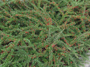 BILJKE ZA SENKU I POLUSENKU, UKRASNO ŠIBLJE, - Dunjarica - Cotoneaster dammeri