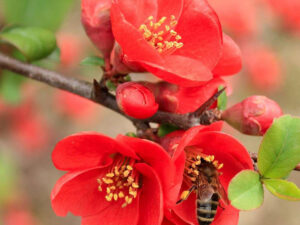 UKRASNO ŠIBLJE, Japanska dunja - Chaenomeles japonica