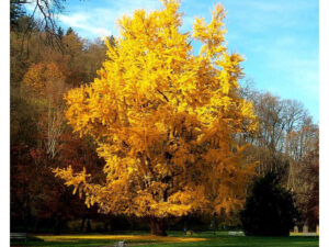 DRVEĆE LIŠĆARA, - Ginko - Ginkgo biloba