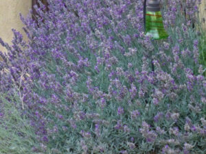 LISTOPADNE ŽIVE OGRADE, ŽIVE OGRADE, PERENE - TRAJNICE, LEKOVITE I ZAČINSKE BILJKE, - Lavanda - Lavandula angustifolia