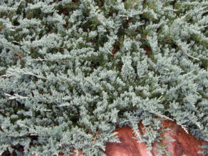 Juniperus horizontalis 'Blue Chip'