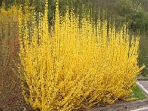 BILJKE ZA SENKU I POLUSENKU, LISTOPADNE ŽIVE OGRADE, ŽIVE OGRADE, UKRASNO ŠIBLJE, - Forzicija - Forsythia europea