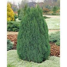 - Juniperus chinensis 'Stricta'