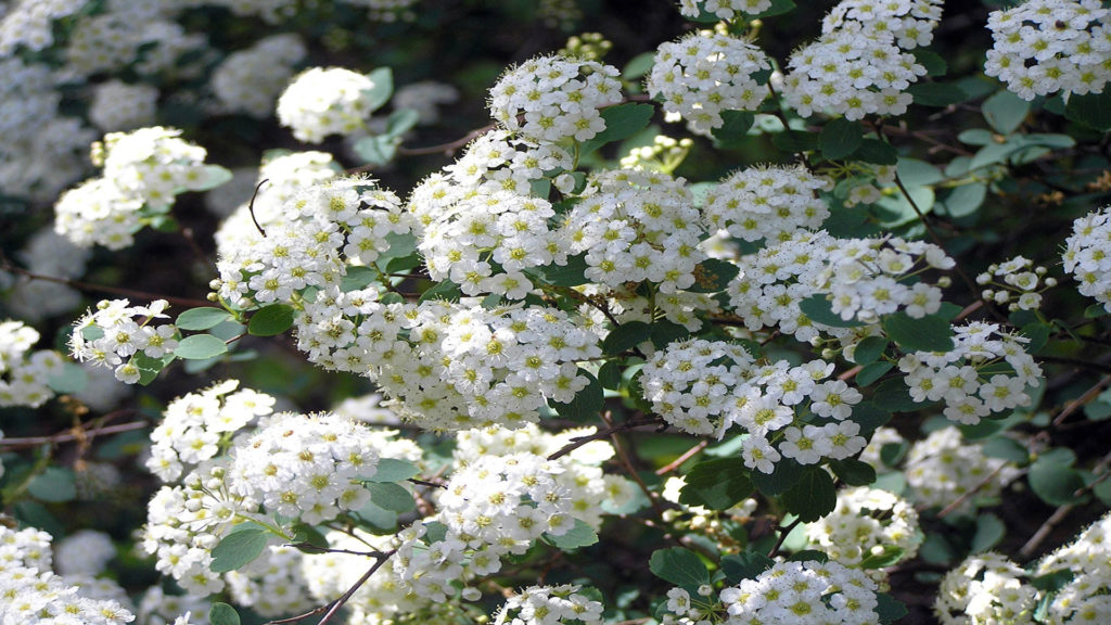 Spirea – Beli cvetajući atraktivan grm