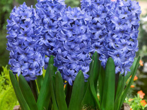 SOBNO CVEĆE, SOBNE CVETNICE, Zumbul - Hyacinthus mix.