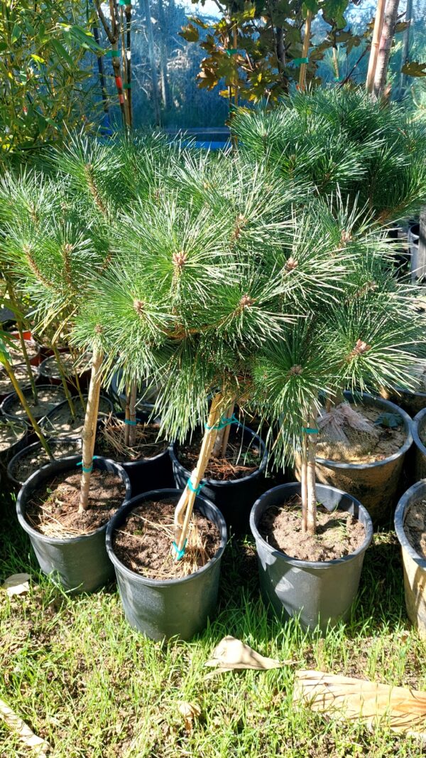 Akcija - Prodaja sadnica, ČETINARI, - Pinus nigra 'Brepo'