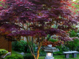 BILJKE ZA SENKU I POLUSENKU, DRVEĆE LIŠĆARA, UKRASNO ŠIBLJE, - Acer palmatum 'Bloodgood'