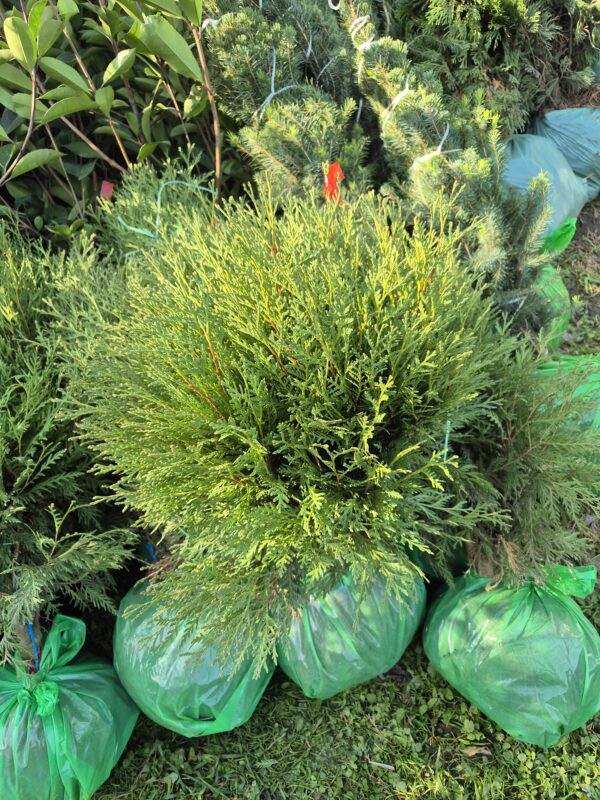 BILJKE ZA SENKU I POLUSENKU, ČETINARI, ZIMZELENE I ČETINARSKE ŽIVE OGRADE, ŽIVE OGRADE, - Thuja occidentalis 'Globosa'