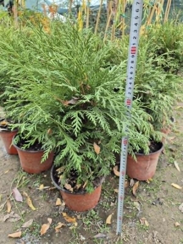 BILJKE ZA SENKU I POLUSENKU, ČETINARI, ZIMZELENE I ČETINARSKE ŽIVE OGRADE, ŽIVE OGRADE, - Thuja occidentalis 'Globosa'