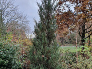 ČETINARI, - Plava strela - Juniperus 'Blue arrow'