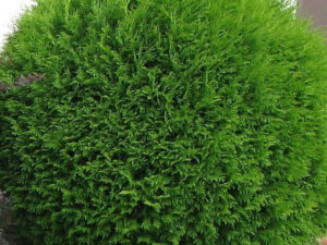 - Thuja occidentalis 'Globosa'