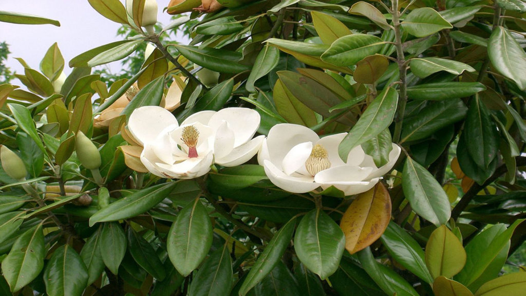 Zimzelena bela magnolija