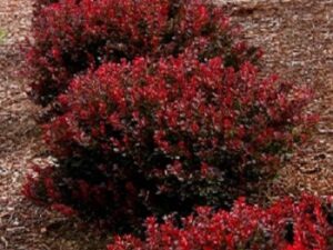 BILJKE ZA SENKU I POLUSENKU, UKRASNO ŠIBLJE, Patuljasti crveni berberis - Berberis Bagatelle