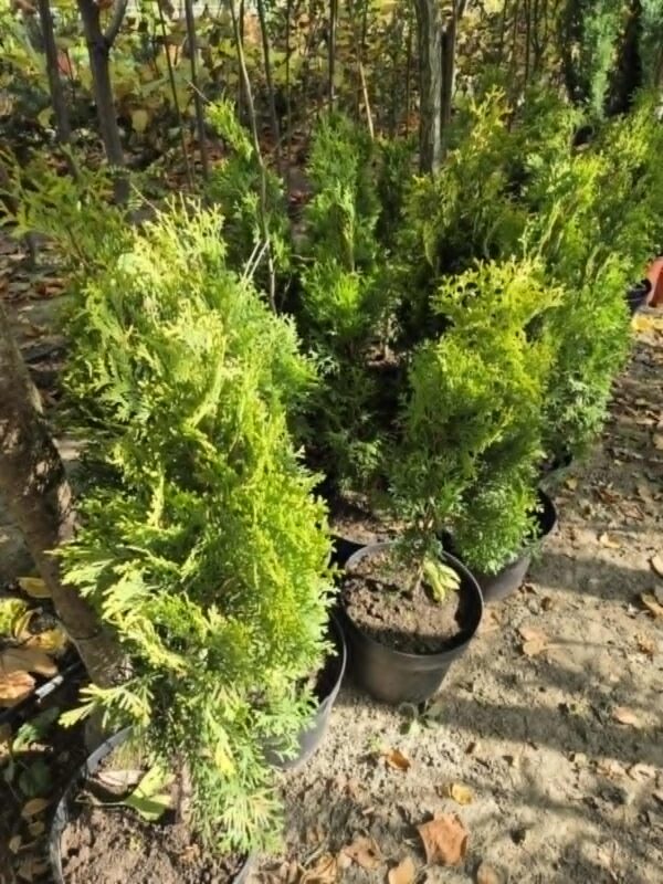 ČETINARI, ZIMZELENE I ČETINARSKE ŽIVE OGRADE, ŽIVE OGRADE, - Thuja occidentalis 'Golden Smaragd'