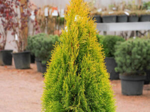 - Thuja occidentalis 'Golden Smaragd'