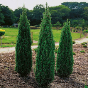 Kleka - Juniperus communis “Hibernica”