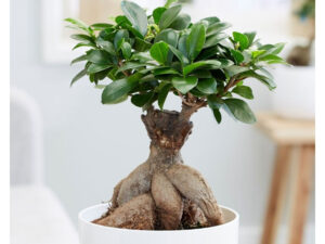 SOBNO CVEĆE, SOBNE LISNO DEKORATIVNE BILJKE, Bonsai fikus Ginseng - Ficus bonsai Ginseng