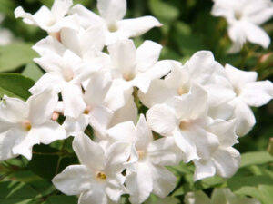 - Jasmin - Jasminum polyanthum