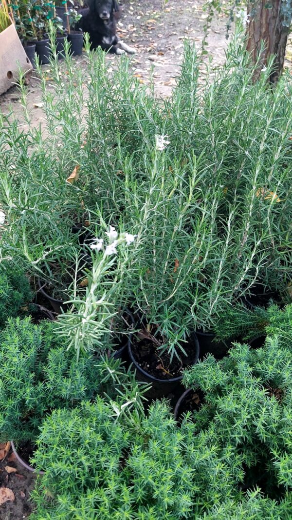 LEKOVITE I ZAČINSKE BILJKE, PERENE - TRAJNICE, UKRASNO ŠIBLJE, - Ruzmarin - Rosmarinus officinalis