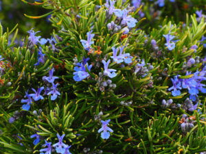 PERENE - TRAJNICE, LEKOVITE I ZAČINSKE BILJKE, UKRASNO ŠIBLJE, - Ruzmarin - Rosmarinus officinalis