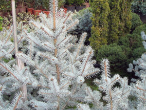 - Picea pungens “Edith”