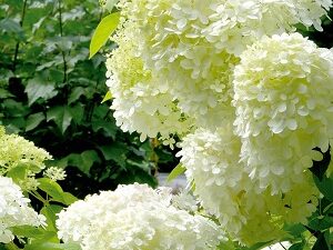 Hydrangea paniculata - Krupnocvetna hortenzija