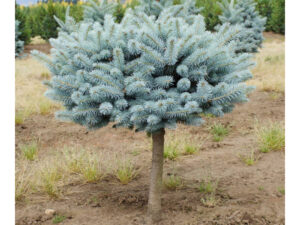 Akcija - Prodaja sadnica, ČETINARI, - Picea Glauca Globosa