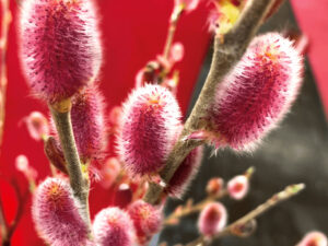 - Salix gracilistyla “Mount Aso”