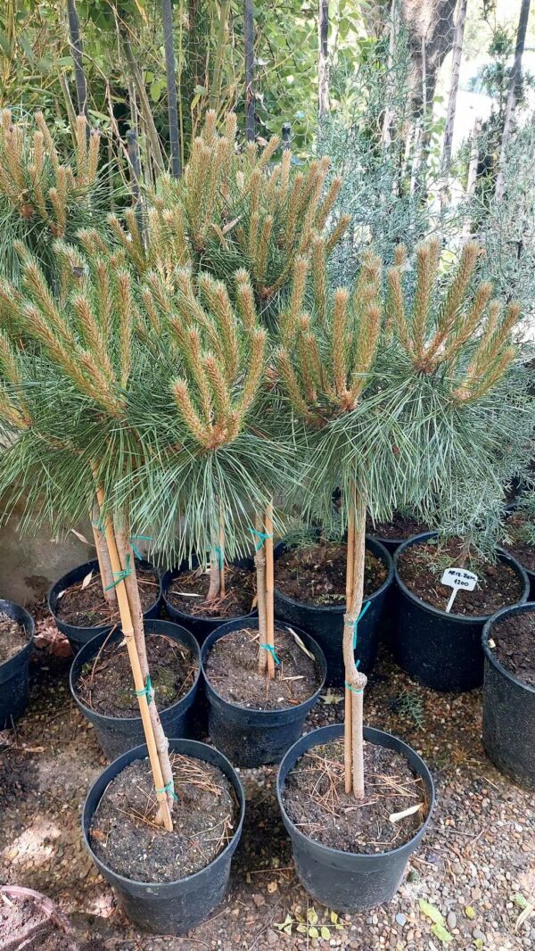 Biljke na popustu, ČETINARI, - Pinus mugo topijar
