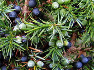 - Juniperus communis - Planinska Kleka