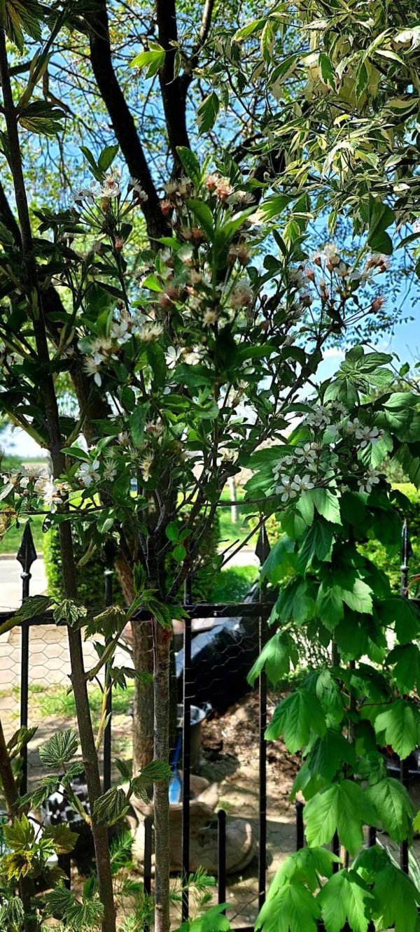 DRVEĆE LIŠĆARA, - Kuglasta višnja - Prunus Fruticosa 'Globosa'