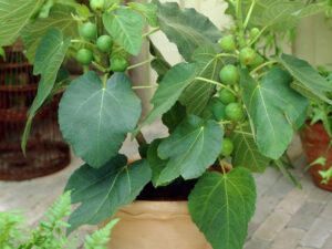 Smokva - Ficus carica