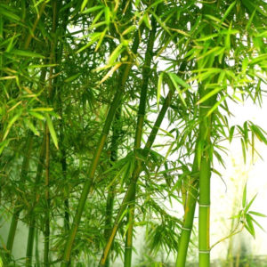 - Bambus - Phyllostachys