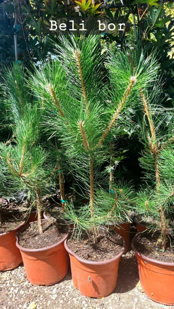 ČETINARI, ČETINARI U BUSENU, ZIMZELENE I ČETINARSKE ŽIVE OGRADE, ŽIVE OGRADE, - Beli bor - Pinus silvestris