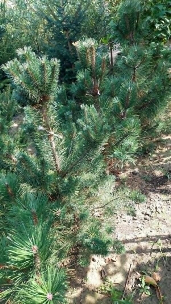 ČETINARI, ČETINARI U BUSENU, ZIMZELENE I ČETINARSKE ŽIVE OGRADE, ŽIVE OGRADE, - Beli bor - Pinus silvestris