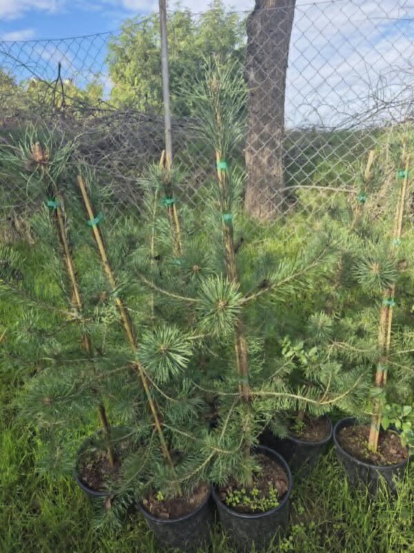 ČETINARI, ČETINARI U BUSENU, ZIMZELENE I ČETINARSKE ŽIVE OGRADE, ŽIVE OGRADE, - Beli bor - Pinus silvestris