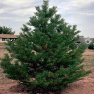 - Beli bor - Pinus silvestris