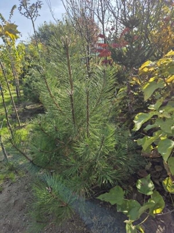 ČETINARI, ČETINARI U BUSENU, ZIMZELENE I ČETINARSKE ŽIVE OGRADE, ŽIVE OGRADE, - Beli bor - Pinus silvestris