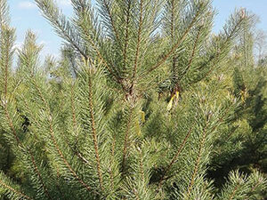 - Beli bor - Pinus silvestris