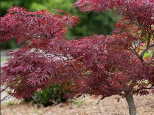 Acer Palmatum 'Dissectum Garnet'