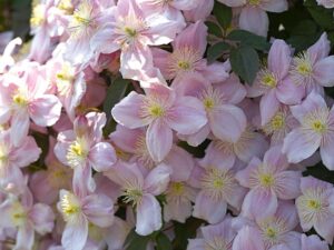 - Clematis montana ‘Mayleen’